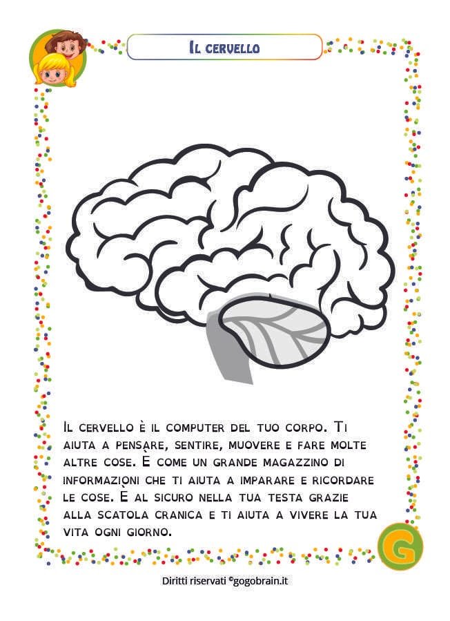 Alla scoperta del nostro corpo - Il cervello