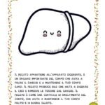 Scheda per bambini sul fegato