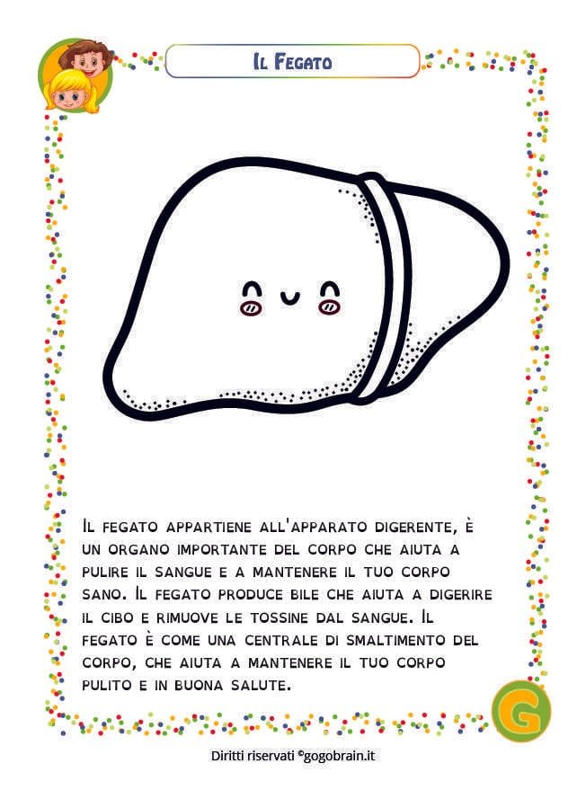 Scheda per bambini sul fegato