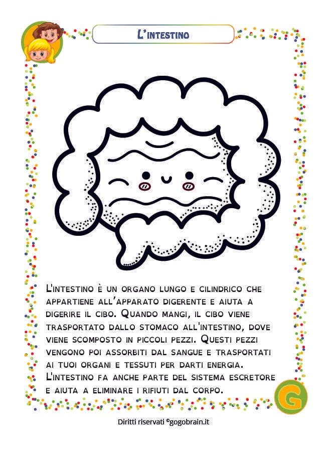 Scheda per bambini alla scoperta dell'intestino