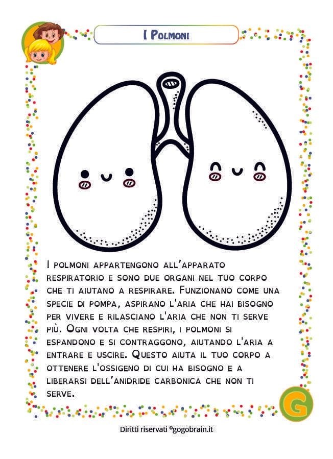 Scheda per bambini sui polmoni.