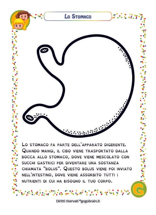 Scheda per bambini sullo stomaco