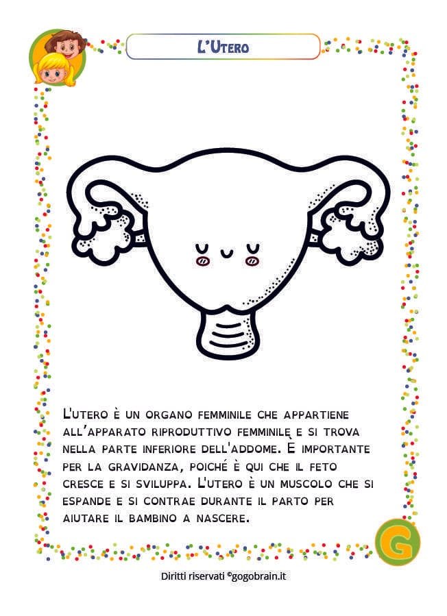 Scheda per bambini sull'utero