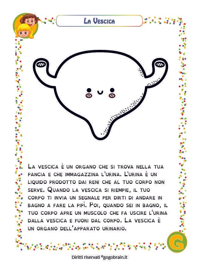 Scheda per bambini sulla vescica