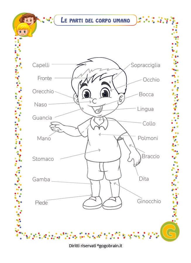 Le parti del corpo umano