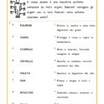 Esercizio sulle funzioni degli organi del corpo umano