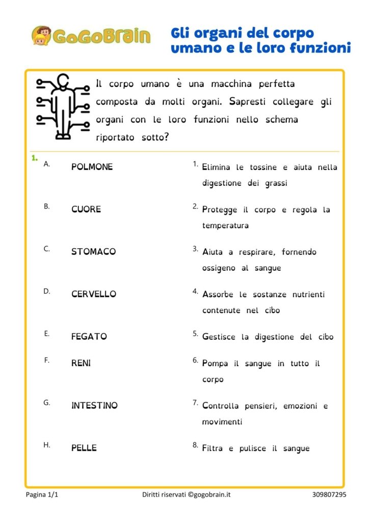Esercizio sulle funzioni degli organi del corpo umano