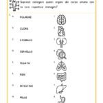 organi del corpo umano e loro forme