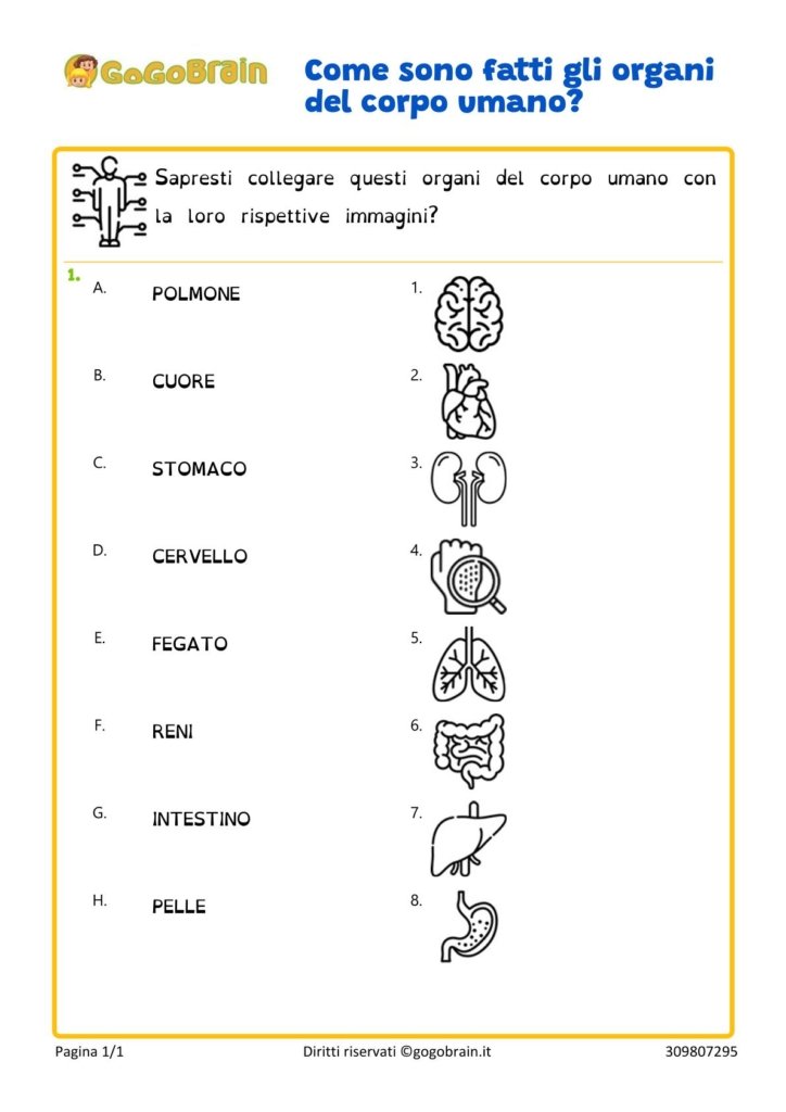 organi del corpo umano e loro forme