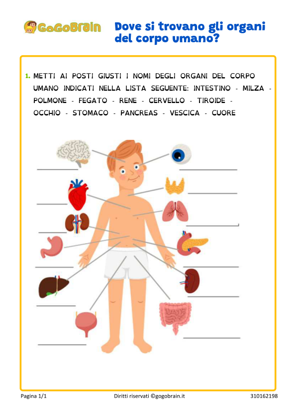 Organi del corpo umano e loro posizione