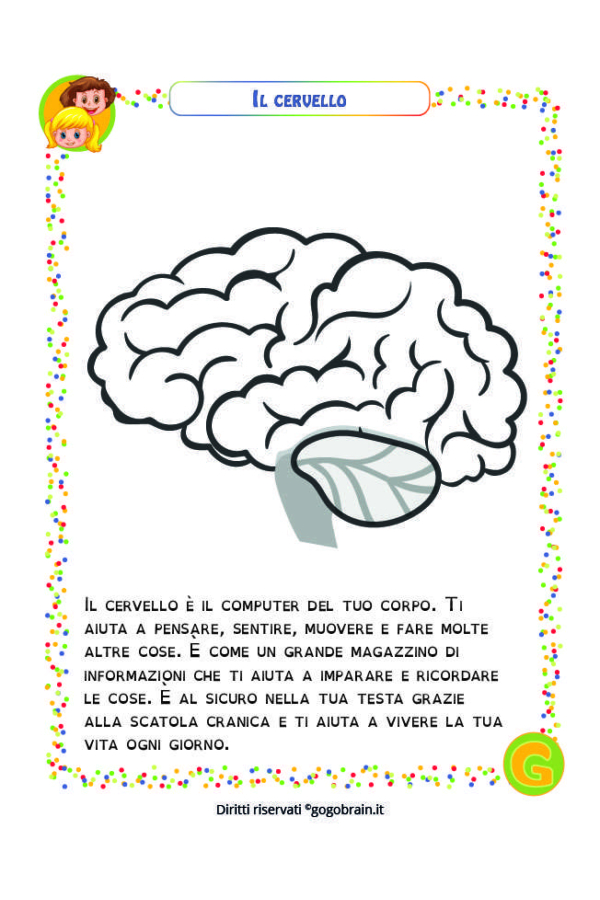 Alla scoperta del nostro corpo - Il cervello