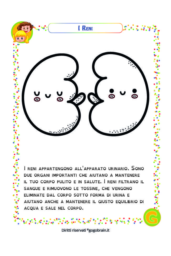 Alla Scoperta Del Corpo Umano I Reni GoGoBrain