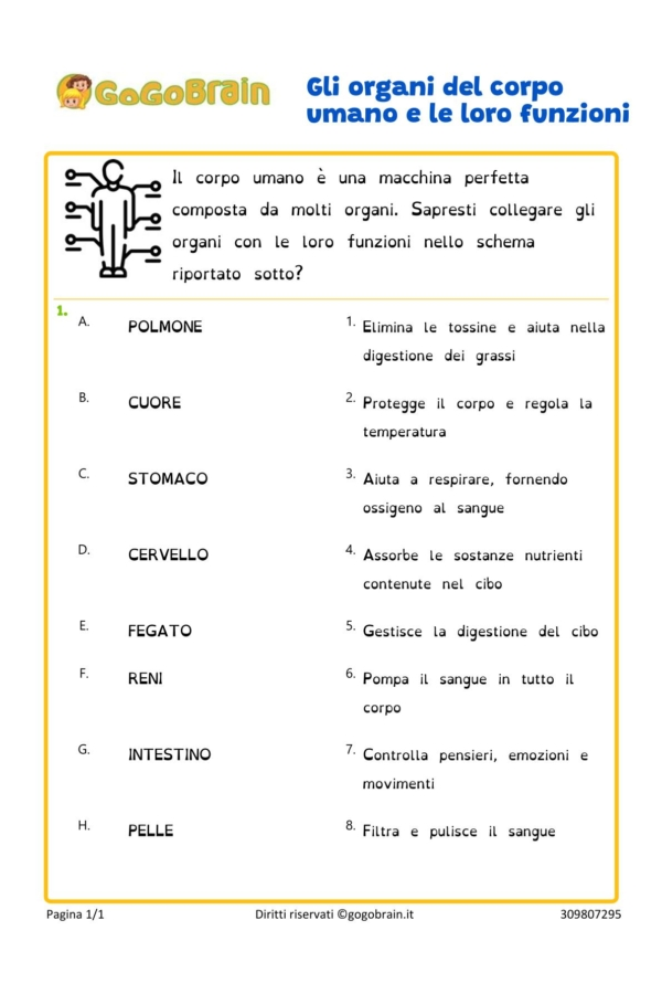 A cosa servono gli organi del corpo umano?