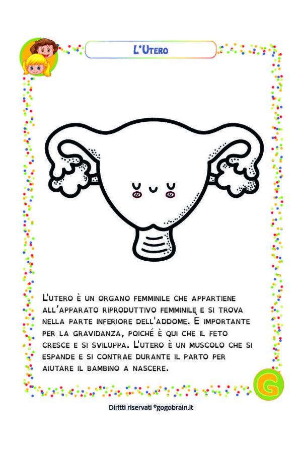 Alla scoperta del corpo umano - L'utero