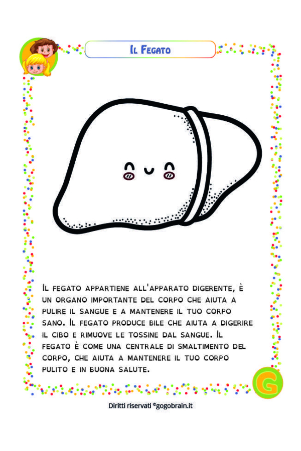 Alla scoperta del nostro corpo - Il fegato