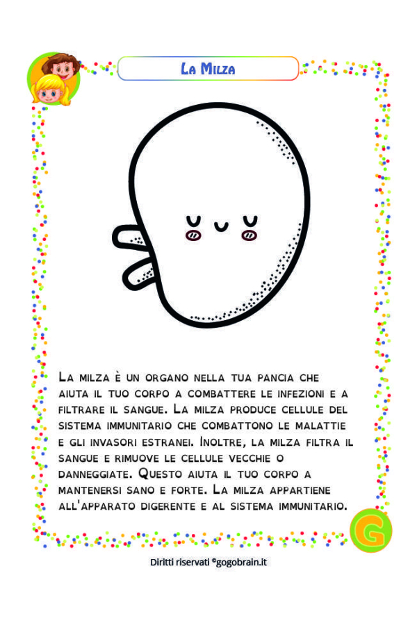 Alla scoperta del corpo umano - La milza