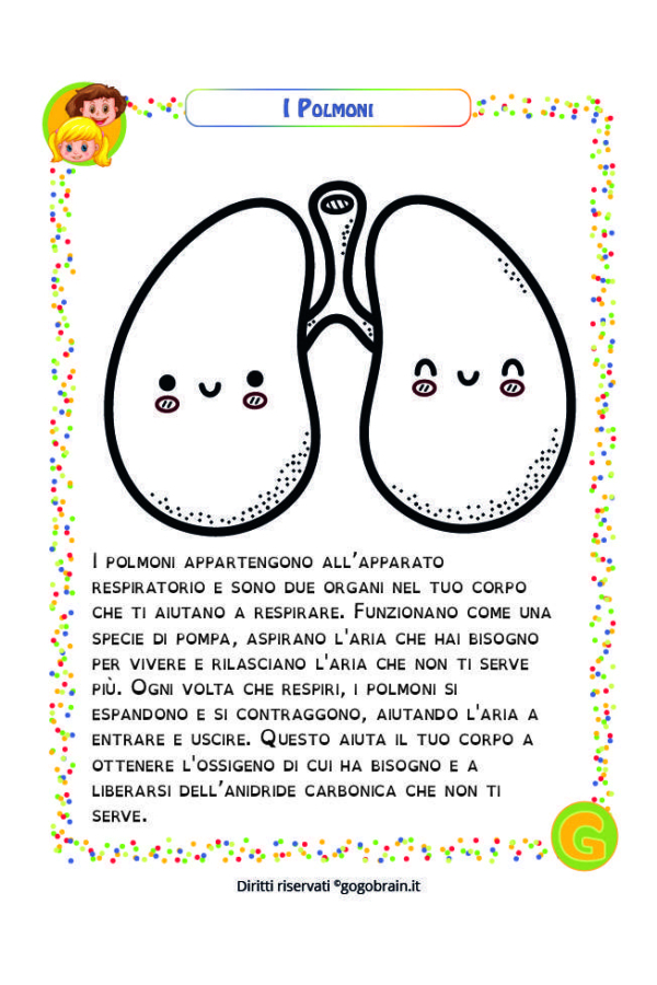 Alla scoperta del corpo umano - I polmoni