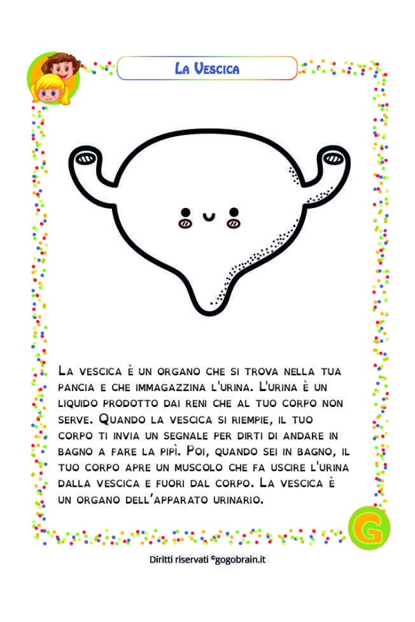 Alla scoperta del nostro corpo - La vescica